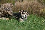 CORGI PEMBROKE 1043